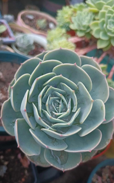 玉蝶为什么开花