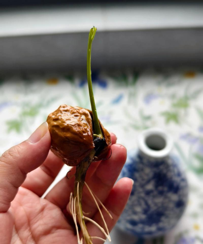 家庭养花用生根粉