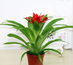 红星植物怎么养殖