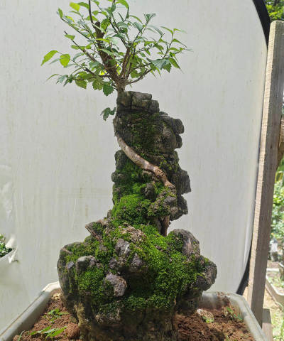 盆景桩景配石和配件盆景桩景的野外掘