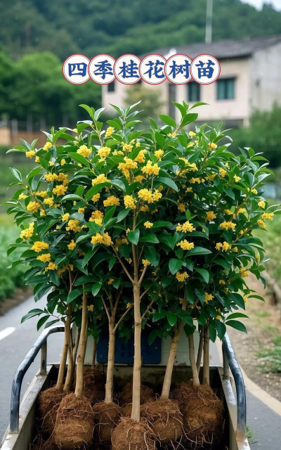 桂花苗什么样子