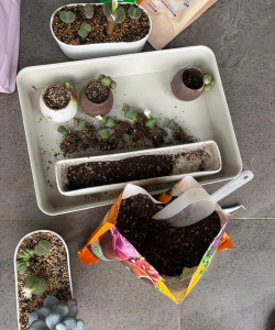 家庭养花用生根粉