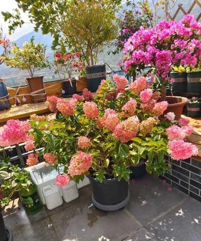 家庭养花用生根粉