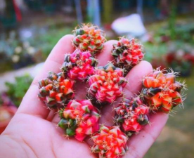 绯牡丹怎么施肥