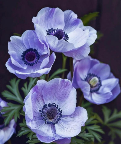 银莲花喜欢什么肥