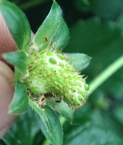 草莓为什么授粉不了