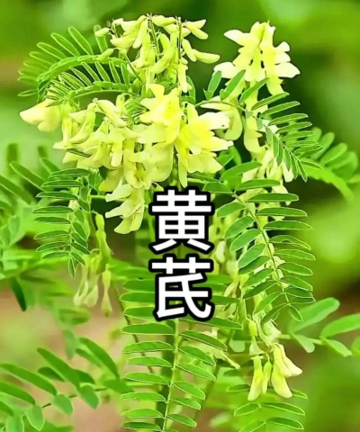 黄芪是什么科植物