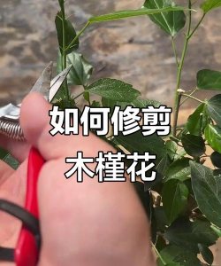 木槿如何修剪