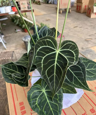 水晶花烛什么水培