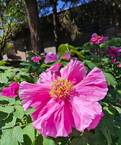 家庭养花用生根粉