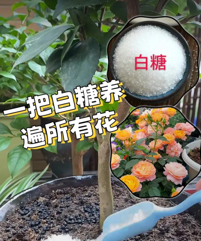 家庭养花用生根粉