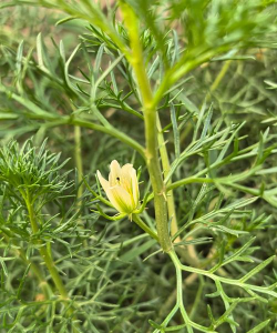 骆驼花是什么植物