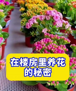 家庭养花用生根粉