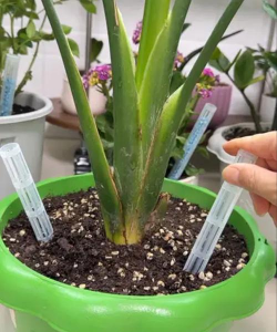 家庭养花用生根粉