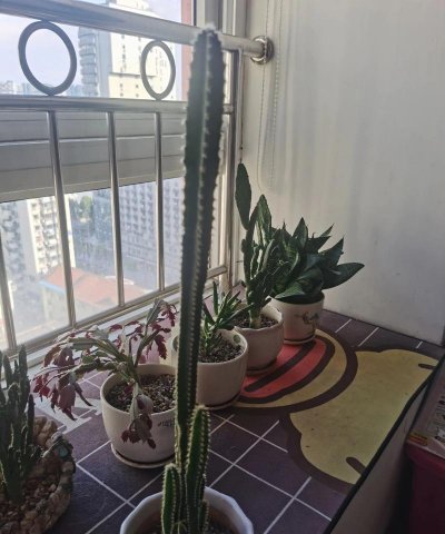 家庭养花用生根粉