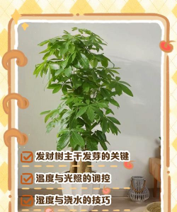 发财树如何让主干发芽