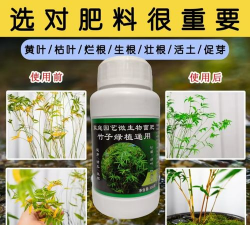 家庭养花用生根粉