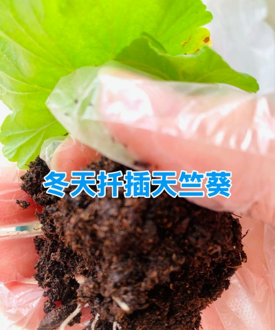 家庭养花用生根粉