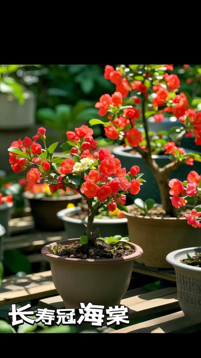 海棠盆景什么季节开花