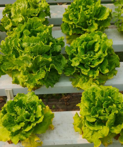 什么土壤适合种植生菜