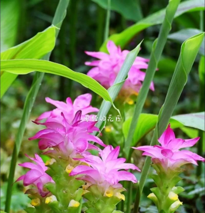 怎么理解莪术花语