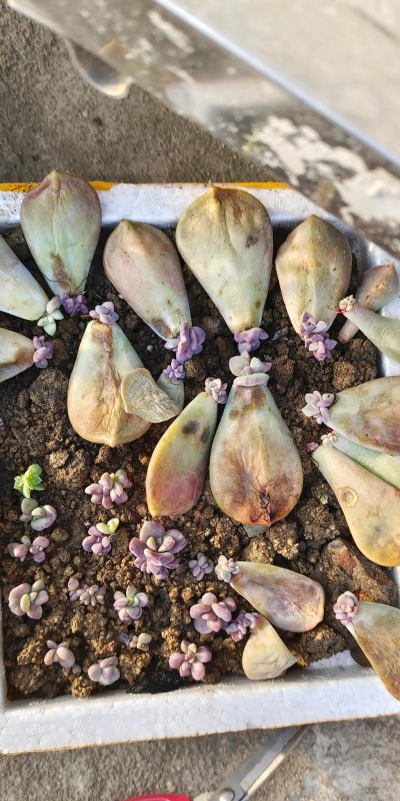 家庭养花用生根粉