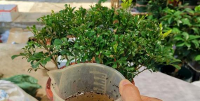 家庭养花用生根粉