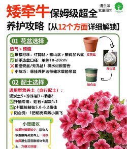 如何牵牛花变成矮牵牛
