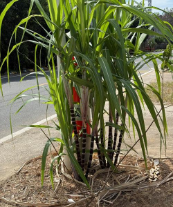 蔗味的什么树 蔗味的什么树