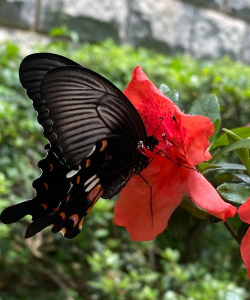 什么叫蝴蝶开花照