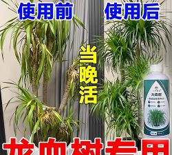 家庭养花用生根粉