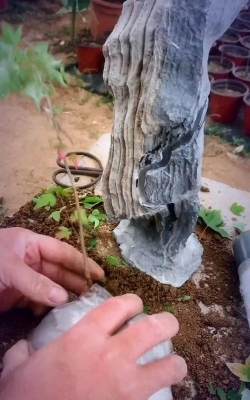 家庭养花用生根粉