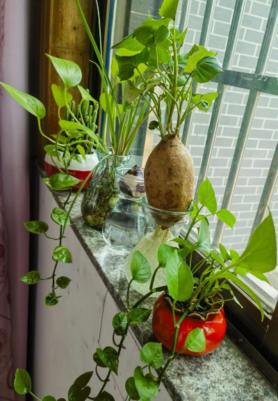 家庭养花用生根粉