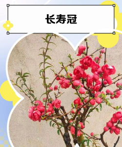 长寿海棠属于什么海棠