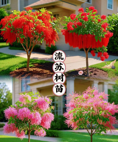 流苏树的培植方法 流苏树的培植方法