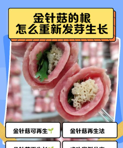 金针菇根部如何种出