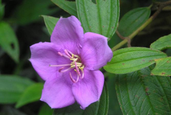 多花野牡丹什么科