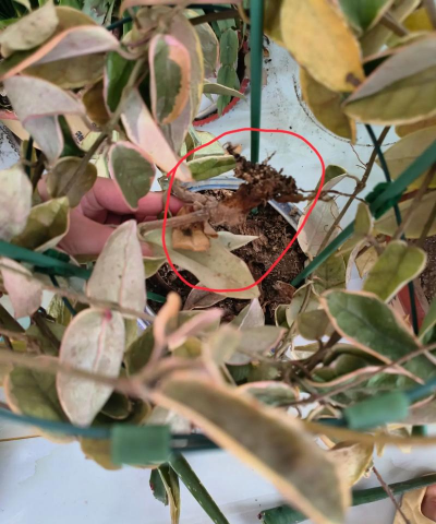 家庭养花用生根粉