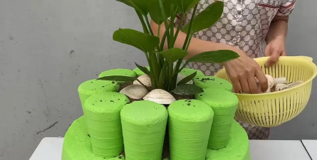 家庭养花用生根粉