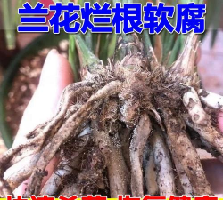 兰花根用什么药