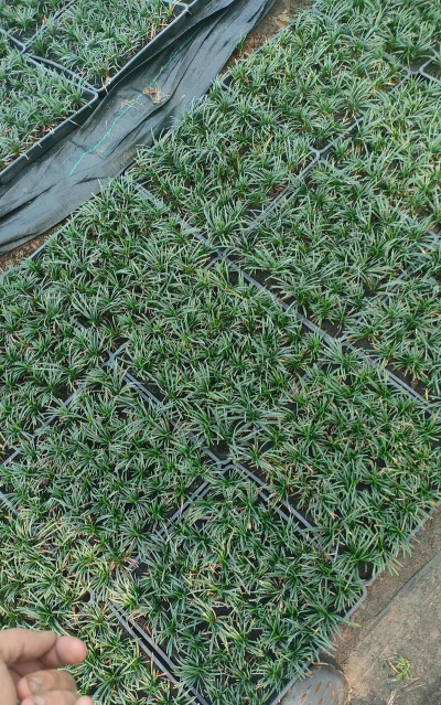 矮叶麦冬什么价位