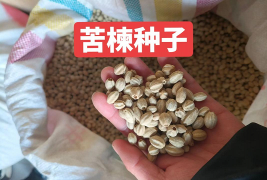 楝树种子育苗技术 楝树种子育苗技术