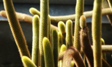 黄金纽怎么养殖