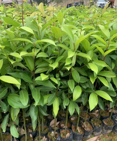 天竺桂属于什么植物