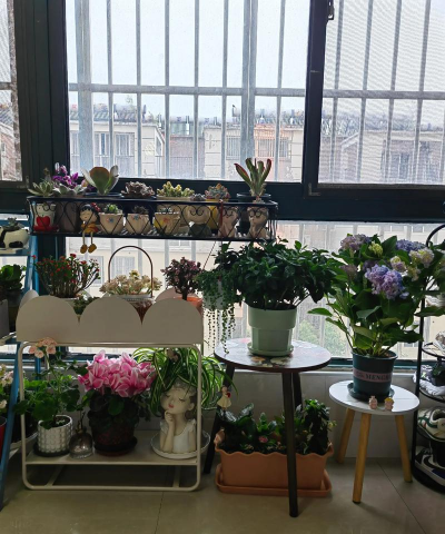 家庭养花用生根粉