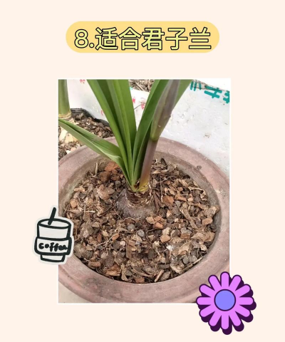 花生壳怎样发酵养花