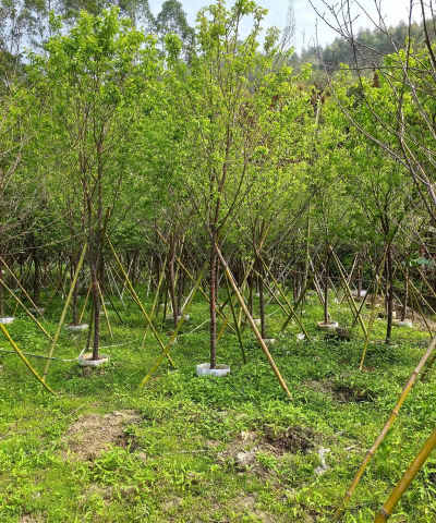 目前什么苗木最紧缺