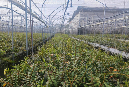 家庭养花用生根粉