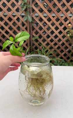 家庭养花用生根粉