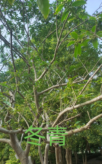 冬青属于什么植物分类